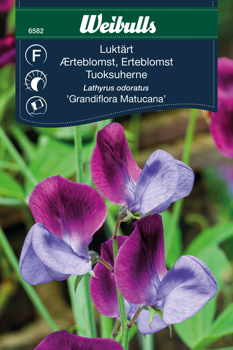 Erteblomst 'Grandiflora'